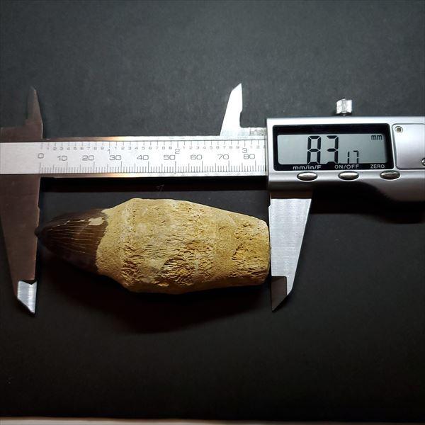 極上 歯根付き モササウルス 化石 歯 本物 モロッコ産 83.17mm