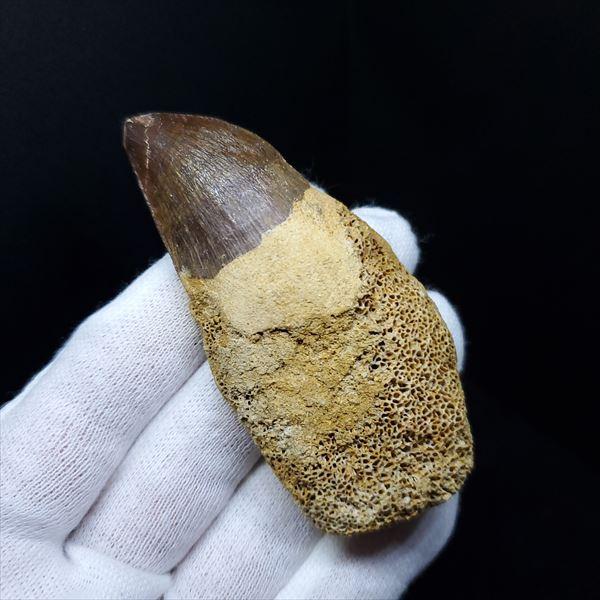 特大 歯根付き モササウルス 化石 歯 本物 モロッコ産 mos73 特大 歯根