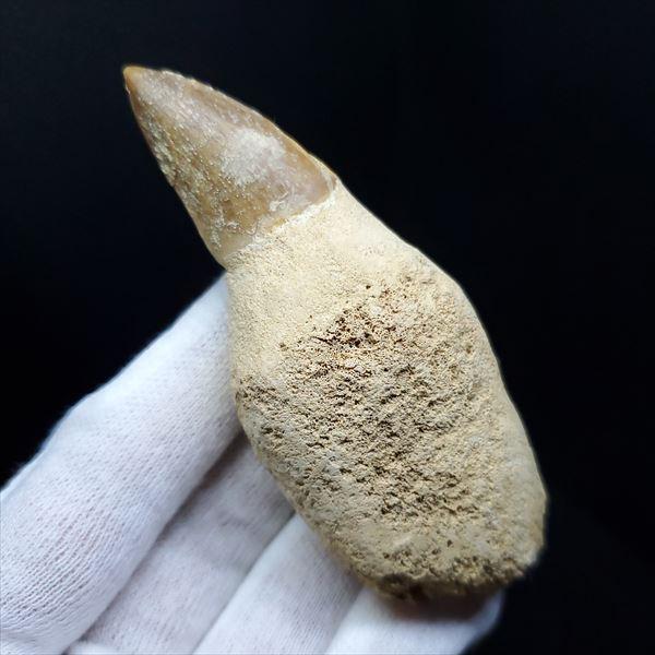 モササウルス 化石 歯 本物 モロッコ産 27.67mm プレゼント ギフト