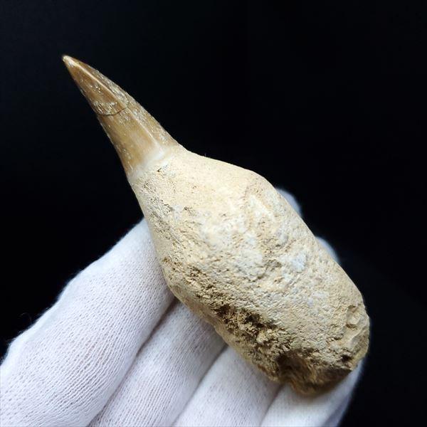 【特大】モロッコ産モササウルスの歯の化石 5.5×3cm 極上 歯根付き モササウルス 化石 歯 本物 モロッコ産 85.68mm