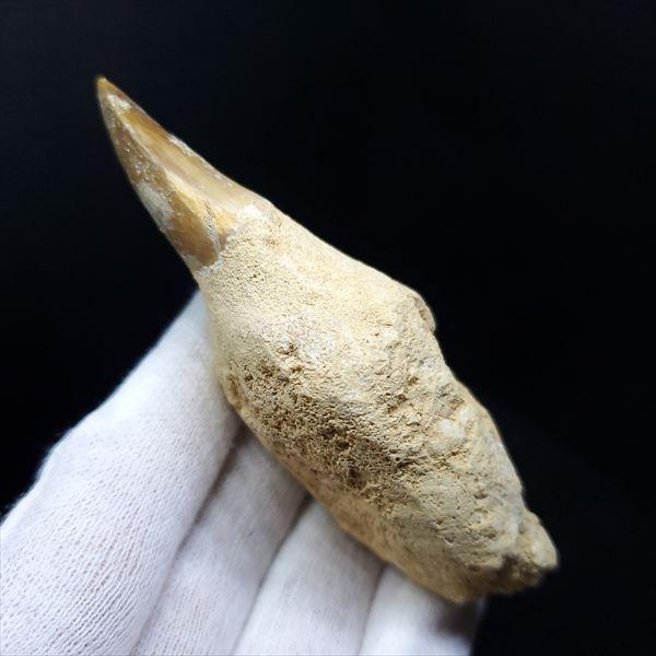 【お買い得本物】モロッコ産モササウルスの歯歯根付3本セット約9cm×3本 Amazon | つくしサイエンス モササウルスの歯 約25mm 化石 標本ケース