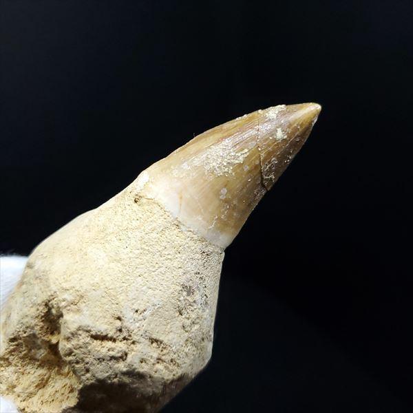 極上 歯根付き モササウルス 化石 歯 本物 モロッコ産 85.68mm プレゼント ギフト mos30の画像