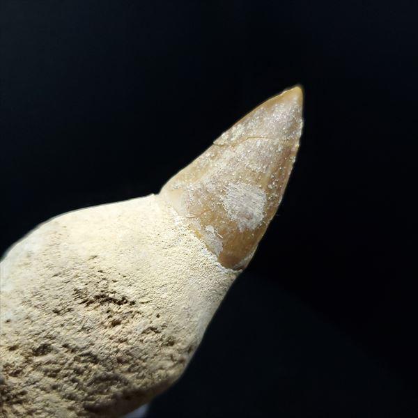 極上 歯根付き モササウルス 化石 歯 本物 モロッコ産 85.68mm