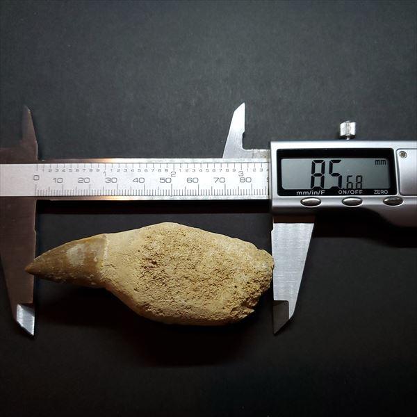 歯根付き モササウルス 化石 歯 本物 モロッコ産87.16mm mos142 極上 歯根付き モササウルス 化石 歯 本物 モロッコ産 85.68mm