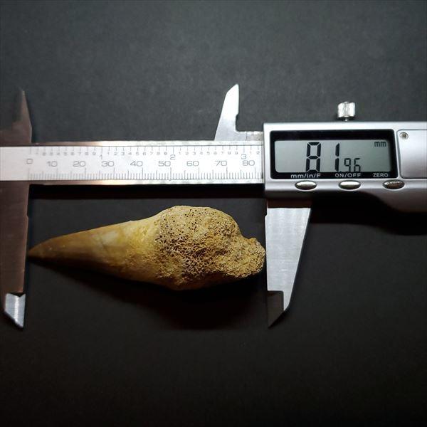 美品 歯根付き モササウルス 化石 歯 本物 モロッコ産 81.96mm 