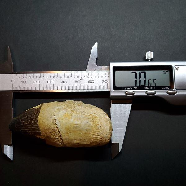 美品 歯根付き モササウルス 化石 歯 本物 モロッコ産 70.46mm プレゼント ギフト mos65の画像