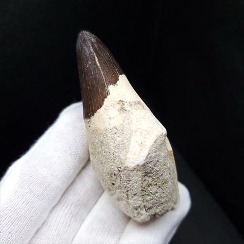 美品 歯根付き モササウルス 化石 歯 本物 モロッコ産 80mm mos82 ≪楽しい≫【送料無料】【モササウルス/化石/歯/恐竜】 美品