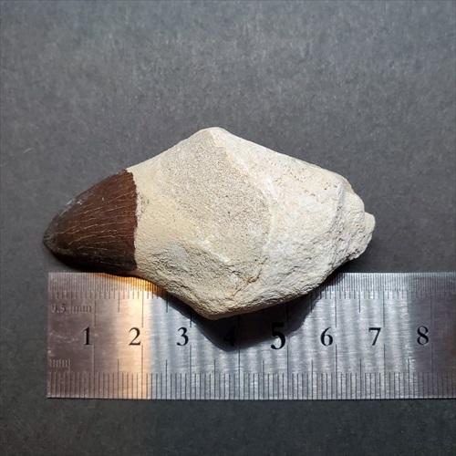 美品 歯根付き モササウルス 化石 歯 本物 モロッコ産 80mm  mos82 歯根付き モササウルス 化石 歯 本物 モロッコ産 68mm