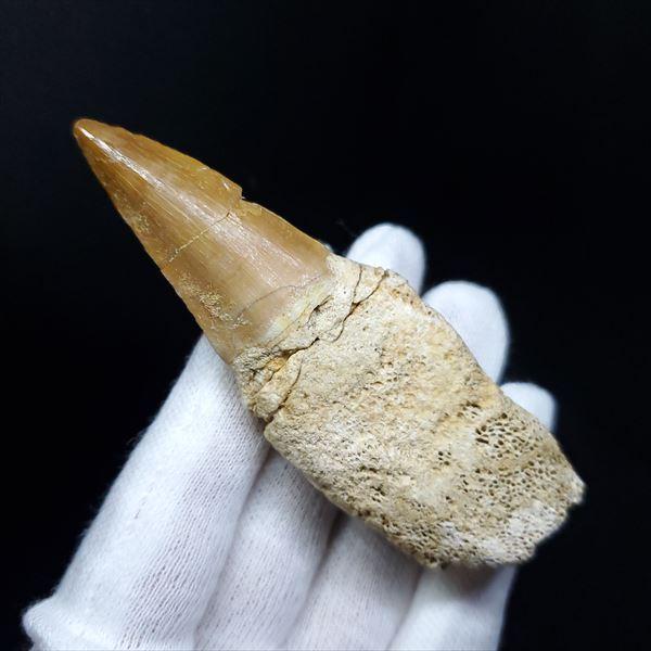 ゴンフォセラス化石 Gomphoceras モロッコ産 ゴンフォセラス化石 Gomphoceras モロッコ産