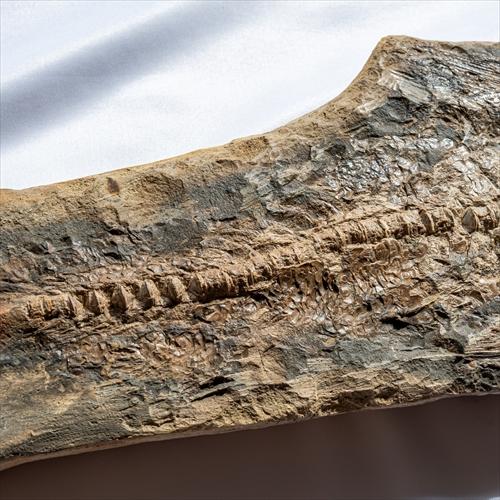 極上 古代魚 パラエロプス 全身 化石 本物 サンタナ層産 67.3cm