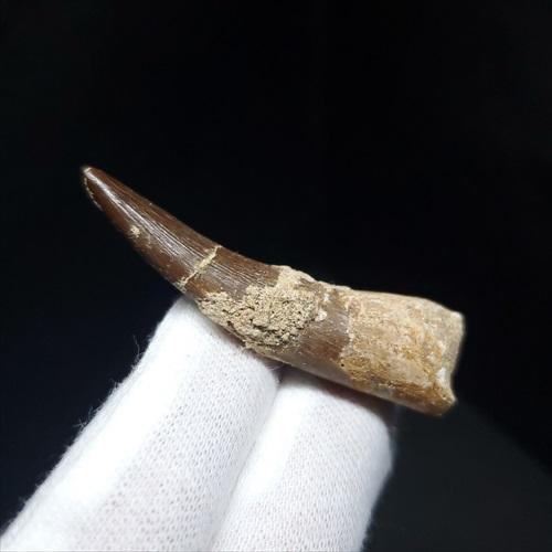 プレシオサウルス 化石 歯 本物 モロッコ産 48mm ケース付き