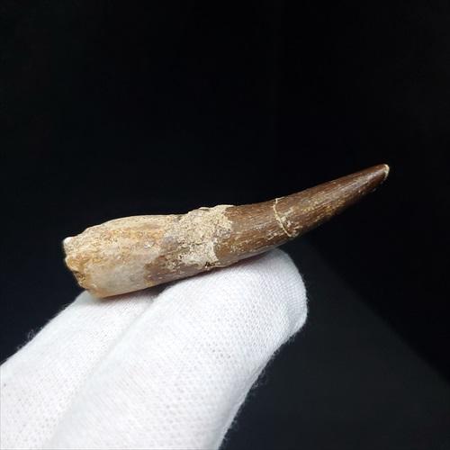 プレシオサウルス 化石 歯 本物 モロッコ産 48mm ケース付き