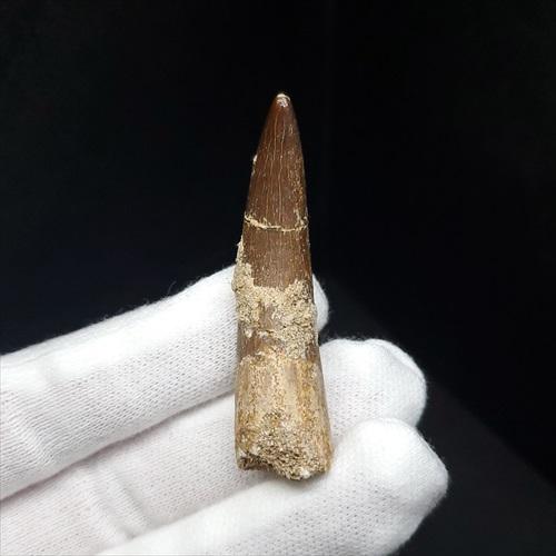 プレシオサウルス 化石 歯 本物 モロッコ産 48mm ケース付き