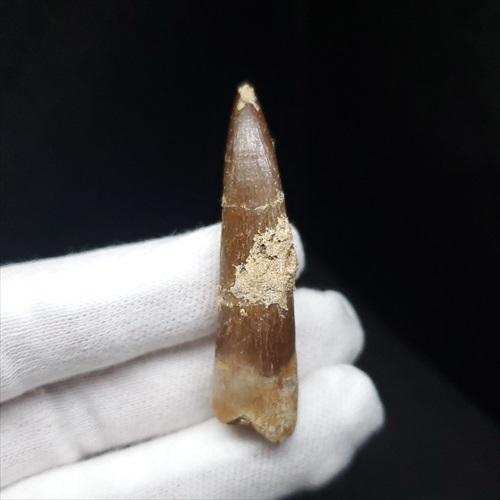 プレシオサウルス 化石 歯 本物 モロッコ産 48mm ケース付き