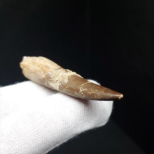 プレシオサウルス 化石 歯 本物 モロッコ産 55mm ケース付き pr111