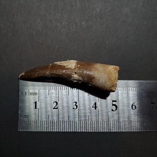 プレシオサウルス 化石 歯 本物 モロッコ産 48mm ケース付 pr112 プレシオサウルス 化石 歯 本物 モロッコ産 48mm ケース付 pr112