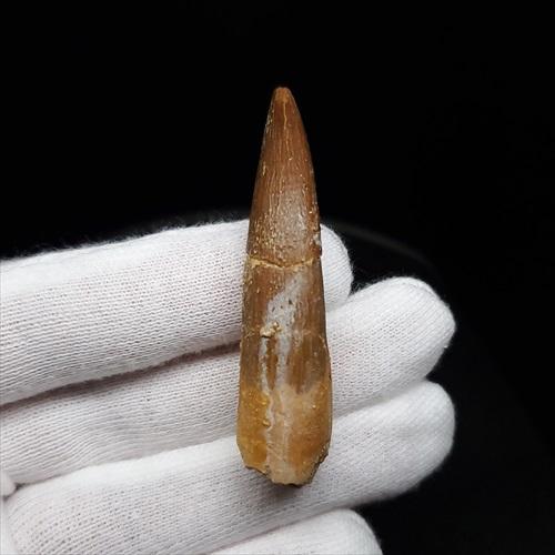 プレシオサウルス 化石 歯 本物 モロッコ産 55mm ケース付き pr111