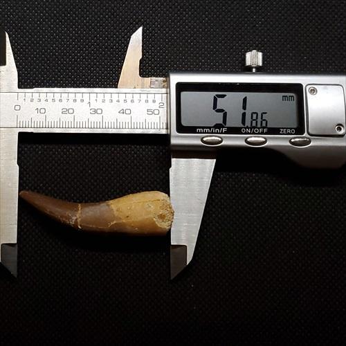 プレシオサウルス 化石 歯 本物 モロッコ産 51.86mm ケース付き プレゼント ギフト pr121の画像