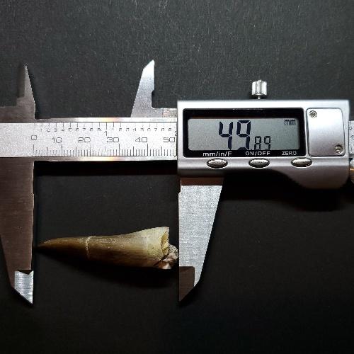 プレシオサウルス 化石 歯 本物 モロッコ産 49.89mm プレゼント ギフト pr70の画像