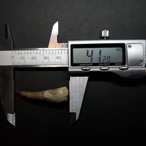 プレシオサウルス 化石 歯 本物 モロッコ産 41.20mm ケース付き