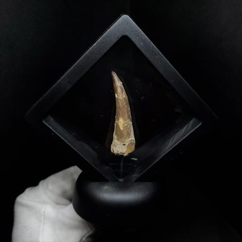 プレシオサウルス 化石 歯 本物 モロッコ産 41.20mm ケース付き