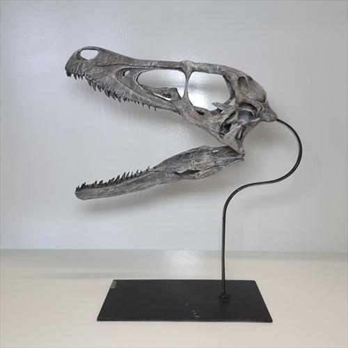 美品 ラプトル 頭骨 化石 レプリカ 250mm プレゼント ギフト rpr4