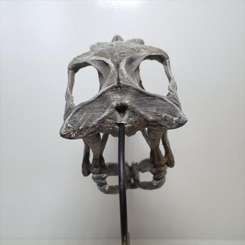 美品 ラプトル 頭骨 化石 レプリカ 250mm プレゼント ギフト rpr4