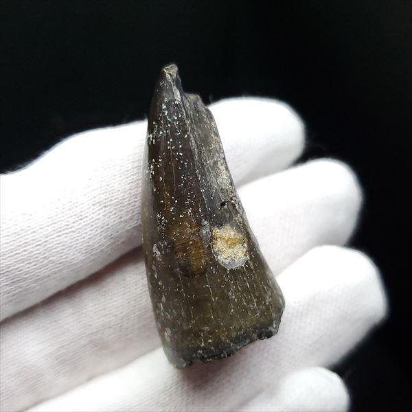 希少 スコミムス 化石 本物 ニジュール産 40.52mm プレゼント ギフト