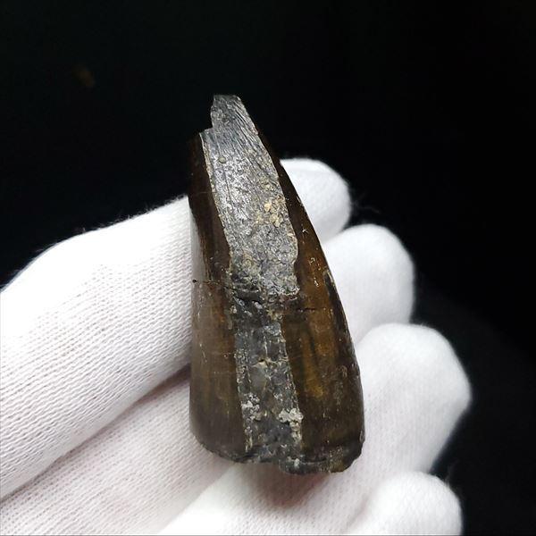 希少 スコミムス 化石 本物 ニジュール産 40.52mm プレゼント ギフト