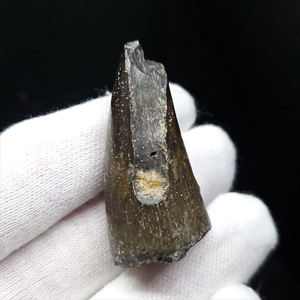 希少 スコミムス 化石 本物 ニジュール産 40.52mm プレゼント ギフト