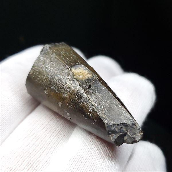 希少 スコミムス 化石 本物 ニジュール産 40.52mm プレゼント ギフト