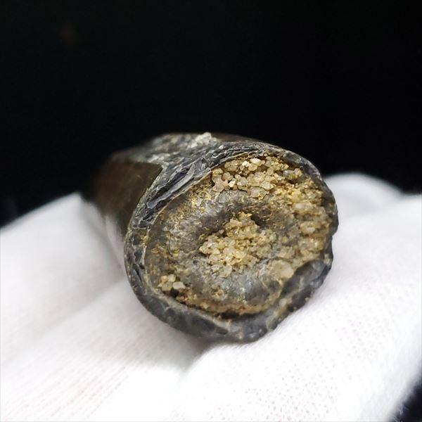 希少 スコミムス 化石 本物 ニジュール産 40.52mm プレゼント ギフト