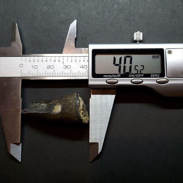 希少 スコミムス 化石 本物 ニジュール産 40.52mm プレゼント ギフト 