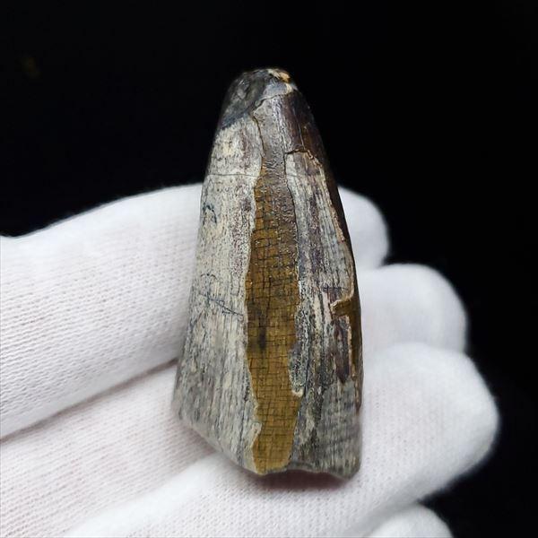 希少 スコミムス 化石 本物 ニジェール産 42.66mm sc3 希少 スコミムス 化石 本物 ニジェール産 42.66mm sc3