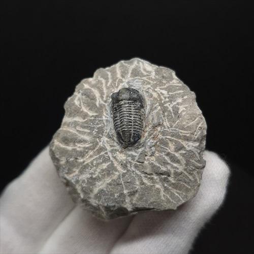 母岩付き 三葉虫 本物 モロッコ産 45.23mm プレゼント ギフト sn38