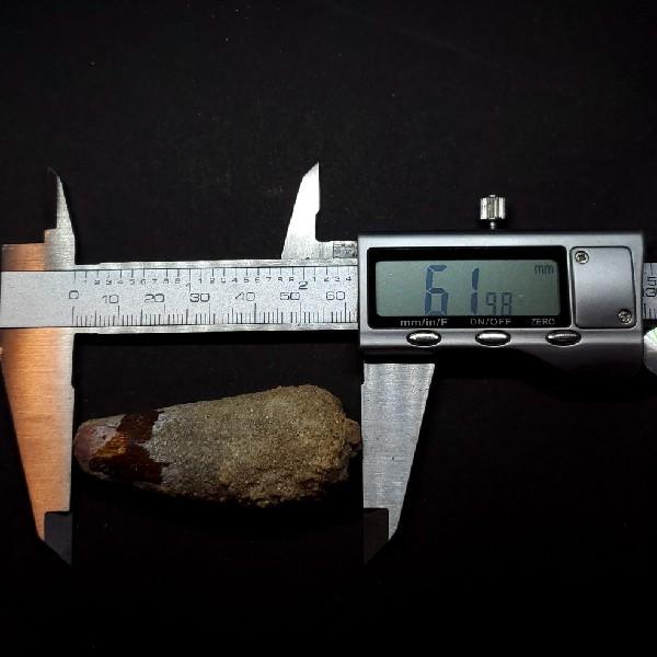 スピノサウルス 本物 モロッコ産 61.98mm プレゼント ギフト sp170 