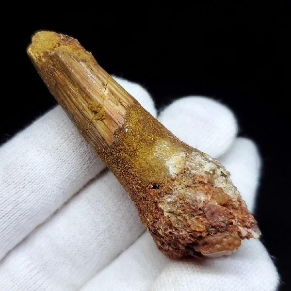 美品 スピノサウルス 本物 モロッコ産 52mm sp446 美品 スピノサウルス 本物 モロッコ産 52mm sp446