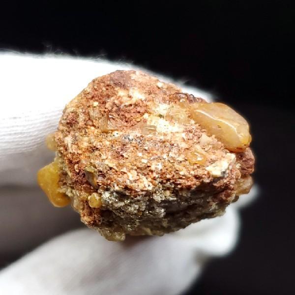 スピノサウルス 本物 モロッコ産 52.59mm プレゼント ギフト