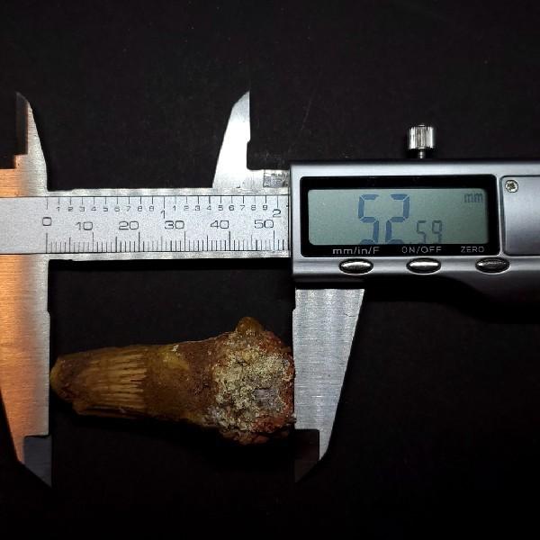 スピノサウルス 本物 モロッコ産 52.59mm プレゼント ギフト