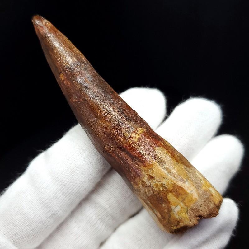 極上 スピノサウルス 本物 モロッコ産 80.31mm ケース付き プレゼント  