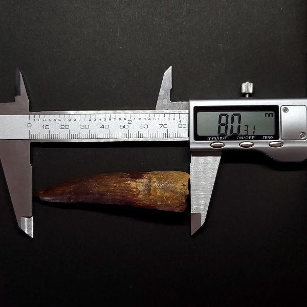 極上 スピノサウルス 本物 モロッコ産 80.31mm ケース付き プレゼント  