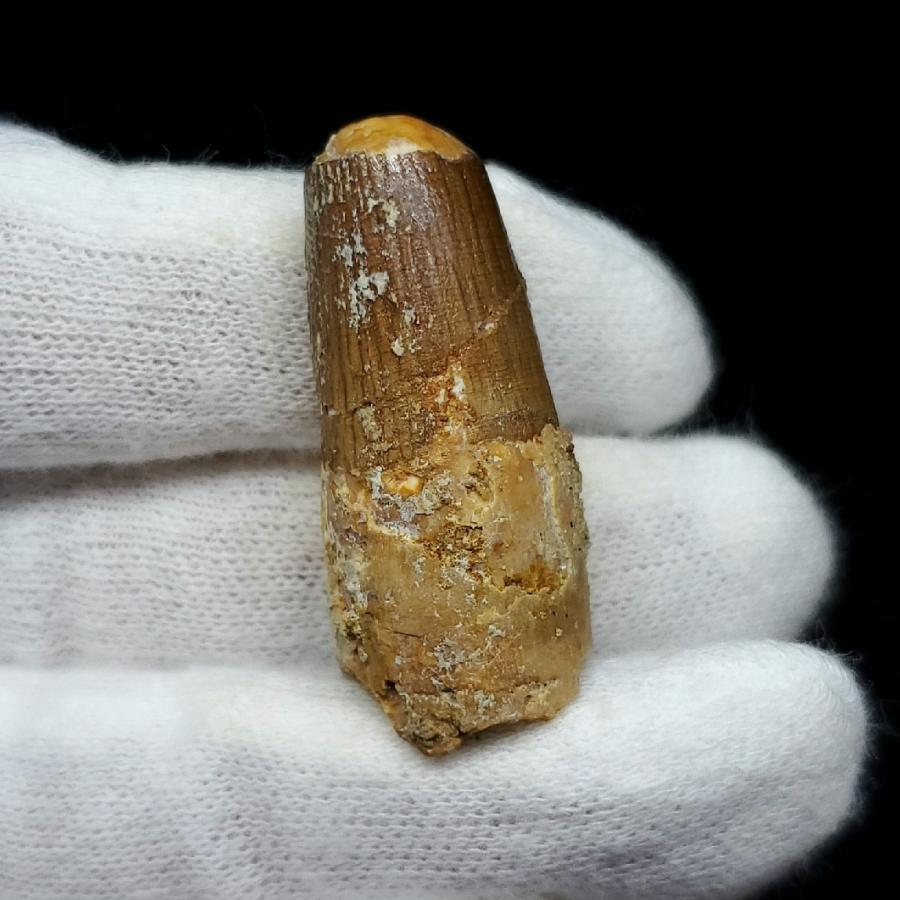 鑑定書付き　スピノサウルス　歯　化石　本物 鑑定書付きスピノサウルス歯化石本物