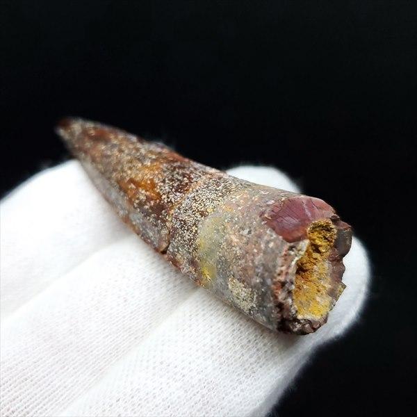 スピノサウルス 本物 モロッコ産 54.68mm ケース付き プレゼント