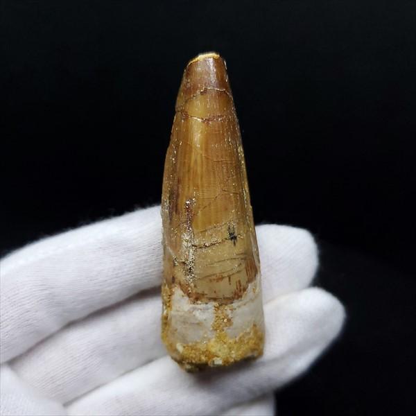 スピノサウルス 本物 モロッコ産 59.64mm ケース付き プレゼント  