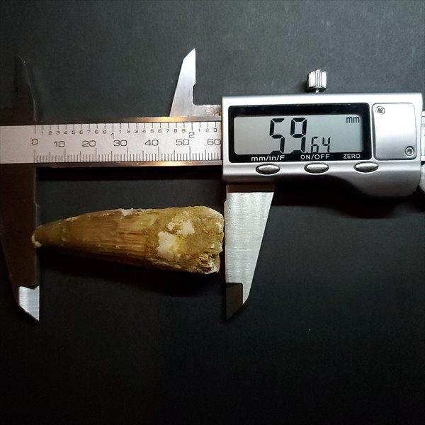 スピノサウルス 本物 モロッコ産 59.64mm ケース付き プレゼント 