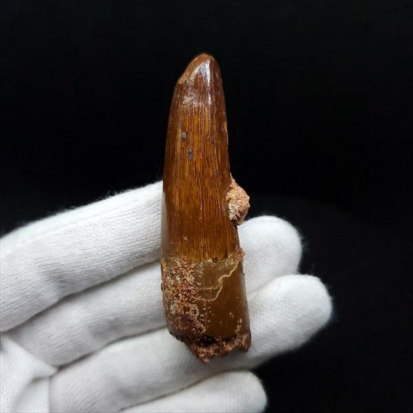 美品 スピノサウルス 本物 モロッコ産 62.40mm ケース付き
