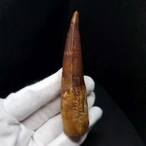 極上 スピノサウルス 本物 モロッコ産 90.83mm ケース付き プレゼント 