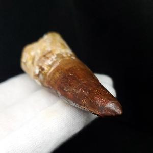 美品 スピノサウルス 本物 モロッコ産 71.57mm プレゼント ギフト 