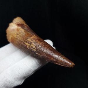 美品 スピノサウルス 本物 モロッコ産 82.41mm プレゼント ギフト 