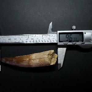美品 スピノサウルス 本物 モロッコ産 96.73mm プレゼント ギフト 